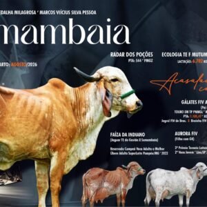 Lote 34 - Samambaia Da Agrocopa