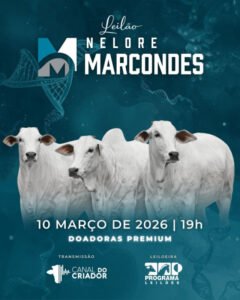 leilao-virtual-nelore-marcondes-doadoras-premium