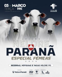 leilao-virtual-nelore-parana-especial-femeas-2026