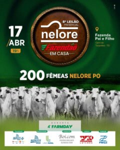 8-leilao-presencial-nelore-fazendao-em-casa-femeas