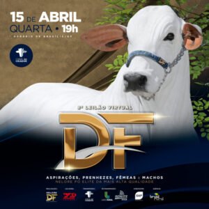8-leilao-virtual-df