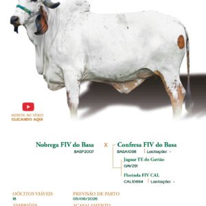 Lote 10 - Falua FIV 2B