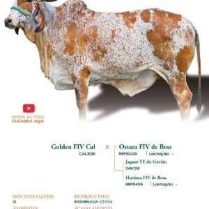 Lote 11 - Bicuiba FIV de Bras