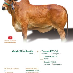 Lote 12 - Jazz FIV RBV