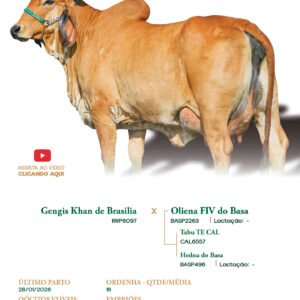 Lote 14 - Alda FIV ELMA