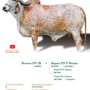 Lote 15 - Amélia FIV ELMA