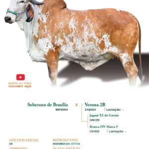 Lote 16 - Anjo FIV ELMA