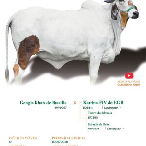 Lote 17 - Amazona FIV ELMA