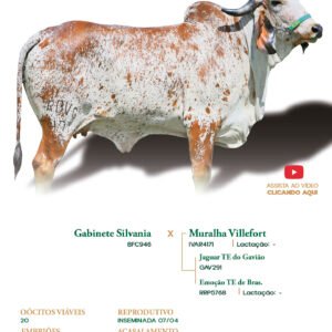 Lote 18 - Kaila FIV RBV