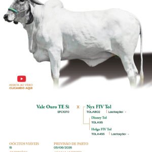 Lote 19 - Soya Tol