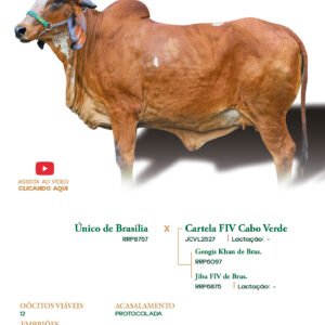 Lote 20 - Atena FIV ELMA