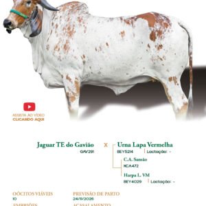 Lote 21 - Acerola FIV ELMA