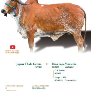 Lote 22 - Anastacia FIV ELMA