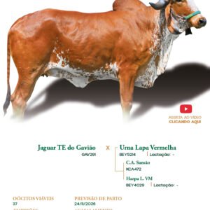 Lote 23 - Alemanha FIV ELMA