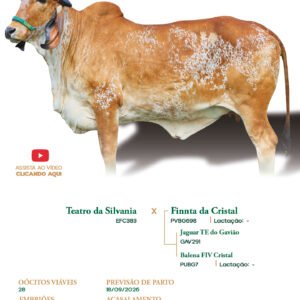 Lote 24 - Austria FIV ELMA