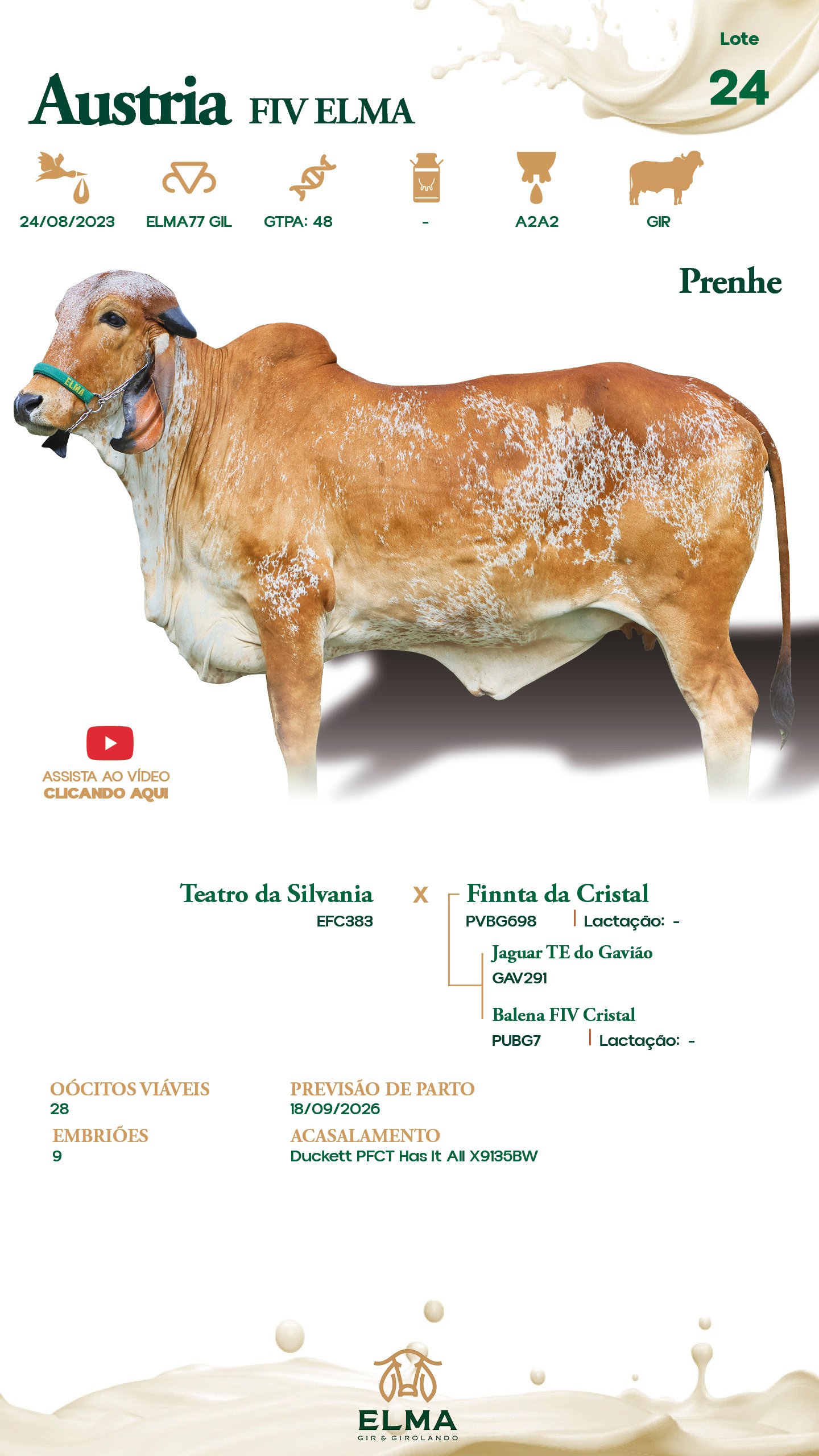 Lote 24 – Austria FIV ELMA