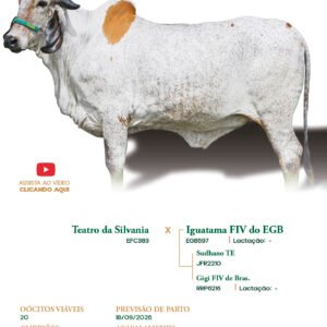 Lote 25 - Asia FIV ELMA