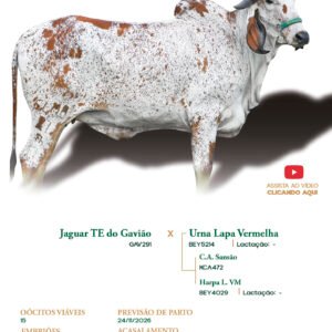 Lote 26 - Azeitona FIV ELMA