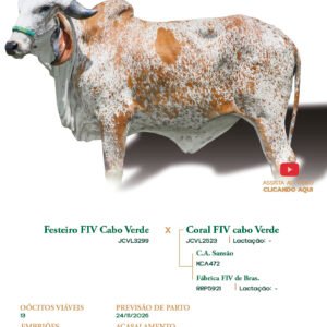Lote 27 - Afrodite FIV ELMA