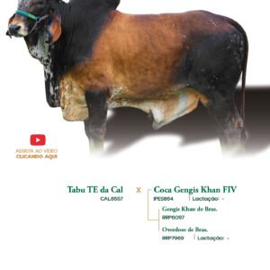 Lote 28 - Argeu Elma