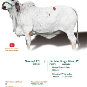 Lote 29 - Alvorada Elma