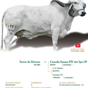 Lote 03 - Dalila Teatro FIV