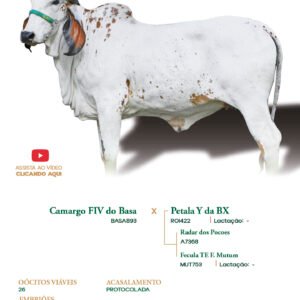 Lote 30 - Badalada FIV Elma