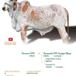 Lote 31 - Bella Elma