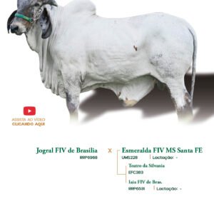 Lote 32 - Bolero FIV Elma