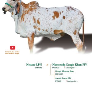 Lote 33 - Burguesa Elma