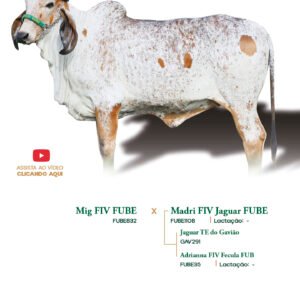 Lote 34 - Conquista Elma