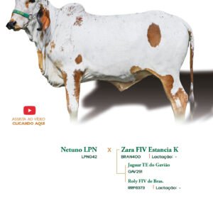 Lote 35 - Carinhosa Elma