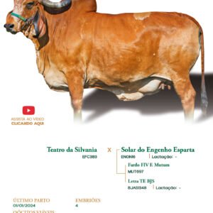 Lote 04 - Espera Teatro FIV