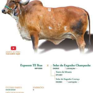 Lote 05 - Solar do Engenho Perfeita