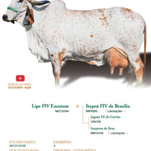 Lote 06 - Valia FIV Pilar 2c
