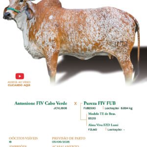 Lote 08 - Agatha FIV Antonione Fub