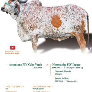 Lote 09 - Anita FIV Antonione Fub