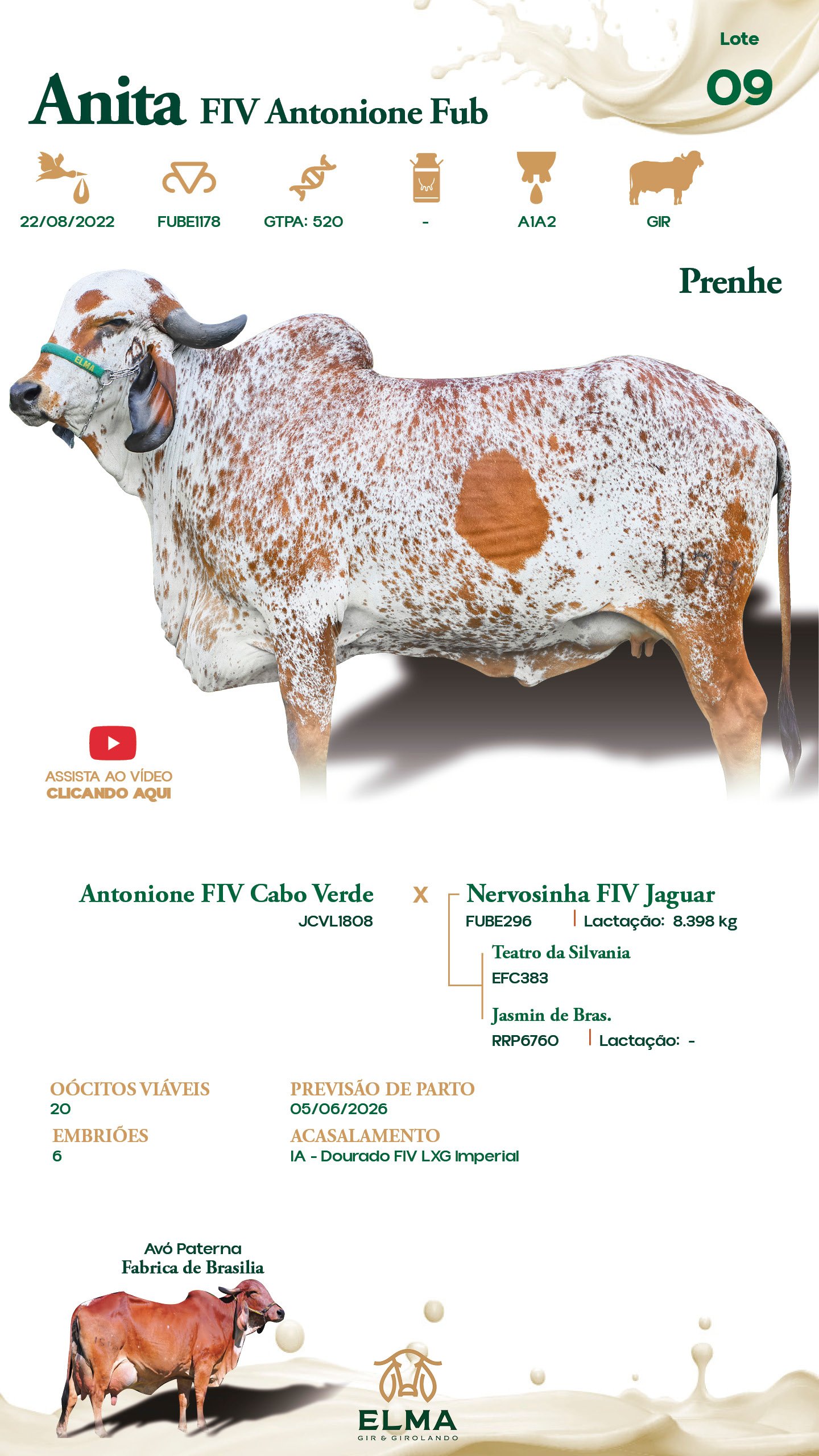 Lote 09 – Anita FIV Antonione Fub