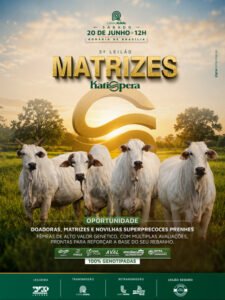 3-leilao-matrizes-katispera