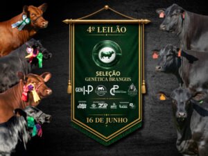 4-leilao-selecao-genetica-brangus