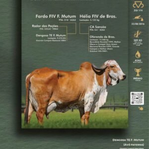 Pacote 21 – Aldine Fiv Pilar 2C