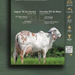 Pacote 08 – Ecoporanga Fiv Do Basa