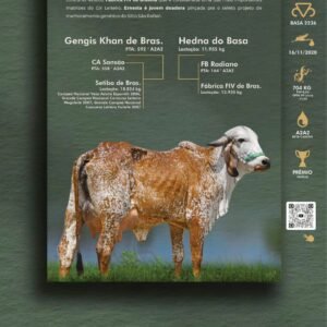 Pacote 09 – Ernesta Fiv Do Basa