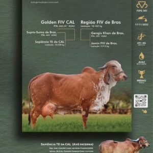 Pacote 18 – Gamela Fiv Da FHP