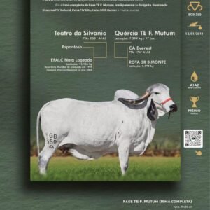 Pacote 12 – Grazi Fiv Do EGB