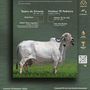 Pacote 26 – Honduras Fiv Do Lino