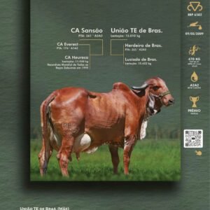 Pacote 15 – Iguaria Fiv De Bras.