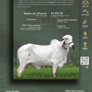 Pacote 04 - Imagem Fiv F2