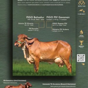 Pacote 25 – Figo Jenda
