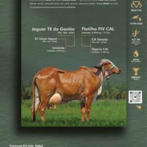 Pacote 06 – Khiliri Fiv do Rio Negro